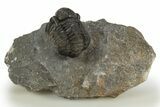 Detailed Gerastos Trilobite Fossil - Morocco #310247-3